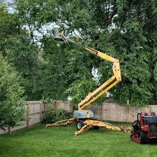 How Our Tree Care Process Works  in  Machesney Park, IL