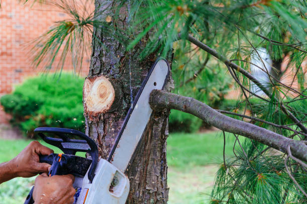 Reliable Machesney Park, IL Tree Removal Solutions